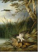 Philip Reinagle Harrier Killing a Bittern china oil painting artist